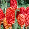 Shampoo Ginger Plant Rhizomes - Awapuhi Zingiber Live Roots for Garden or Container, Indoor/Outdoor - Image 1