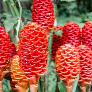Shampoo Ginger Plant Rhizomes - Awapuhi Zingiber Live Roots for Garden or Container, Indoor/Outdoor - Image 1