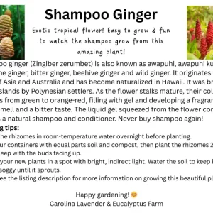 Shampoo Ginger Plant Rhizomes - Awapuhi Zingiber Live Roots for Garden or Container, Indoor/Outdoor - Image 4