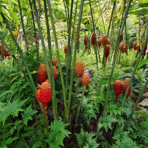Shampoo Ginger Plant Rhizomes - Awapuhi Zingiber Live Roots for Garden or Container, Indoor/Outdoor - Image 5