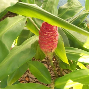 Shampoo Ginger Plant Rhizomes - Awapuhi Zingiber Live Roots for Garden or Container, Indoor/Outdoor - Image 6