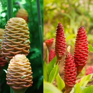 Shampoo Ginger Plant Rhizomes - Awapuhi Zingiber Live Roots for Garden or Container, Indoor/Outdoor - Image 7