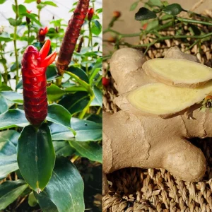Shampoo Ginger Plant Rhizomes - Awapuhi Zingiber Live Roots for Garden or Container, Indoor/Outdoor - Image 8