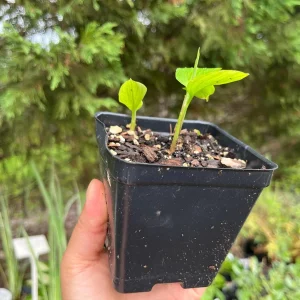 Shampoo Ginger Plant Rhizomes - Awapuhi Zingiber Live Roots for Garden or Container, Indoor/Outdoor - Image 9