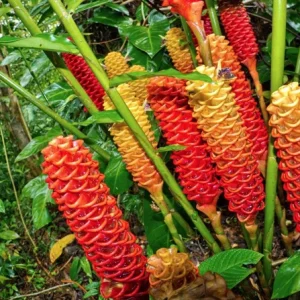 Shampoo Ginger Rhizomes - 5 Pack Live Pinecone Ginger Plant for Indoor/Outdoor - Image 6