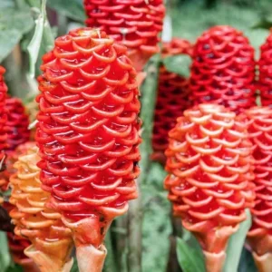 Shampoo Ginger Rhizomes – Live Plant – Exotic Pinecone Ginger – Pack of 4 – Zingiber zerumbet - Image 2