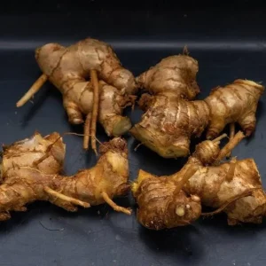 Shampoo Ginger Rhizomes – Live Plant – Exotic Pinecone Ginger – Pack of 4 – Zingiber zerumbet - Image 3