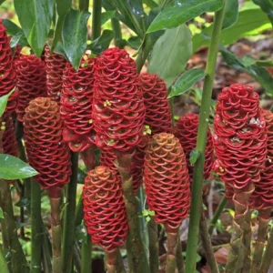 Shampoo Ginger Rhizomes – Live Plant – Exotic Pinecone Ginger – Pack of 4 – Zingiber zerumbet - Image 8