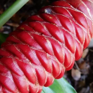 Shampoo Ginger Rhizomes – Live Plant – Exotic Pinecone Ginger – Pack of 4 – Zingiber zerumbet - Image 1