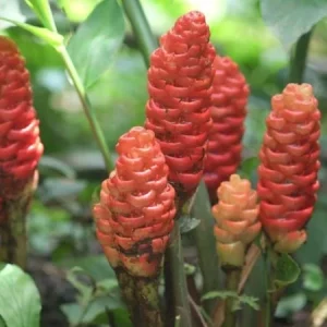 Shampoo Ginger Rhizomes – Live Zingiber zerumbet – Pack of 3 – Red Pinecone Blooms - Image 3