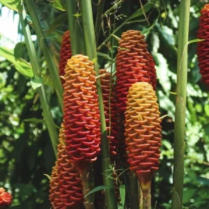 Shampoo Ginger Rhizomes – Live Zingiber zerumbet – Pack of 3 – Red Pinecone Blooms - Image 5