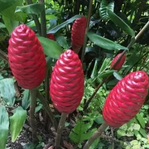 Shampoo Ginger Rhizomes – Live Zingiber zerumbet – Pack of 3 – Red Pinecone Blooms - Image 9