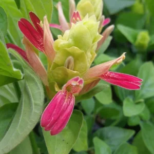 Shrimp Plant Fruit Cocktail Live Plant - Beloperone guttata - Pack of 3 Starter Plants (4-6 Inches) - Multi-Colored Blooms - Image 2