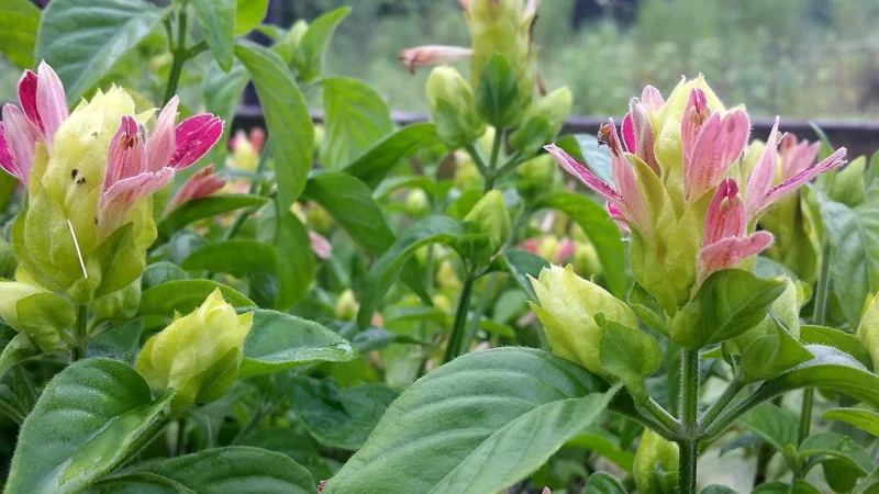 Shrimp Plant Fruit Cocktail Live Plant - Beloperone guttata - Pack of 3 Starter Plants (4-6 Inches) - Multi-Colored Blooms - Image 3