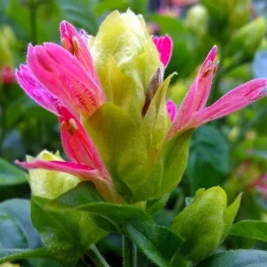 Shrimp Plant Fruit Cocktail Live Plant - Beloperone guttata - Pack of 3 Starter Plants (4-6 Inches) - Multi-Colored Blooms - Image 4