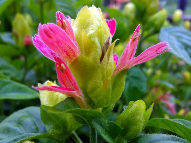 Shrimp Plant Fruit Cocktail Live Plant - Beloperone guttata - Pack of 3 Starter Plants (4-6 Inches) - Multi-Colored Blooms - Image 4