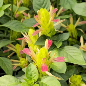 Shrimp Plant Fruit Cocktail Live Plant - Beloperone guttata - Pack of 3 Starter Plants (4-6 Inches) - Multi-Colored Blooms - Image 6