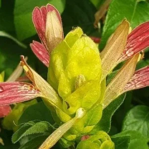 Shrimp Plant Fruit Cocktail Live Plant - Beloperone guttata - Pack of 3 Starter Plants (4-6 Inches) - Multi-Colored Blooms - Image 7