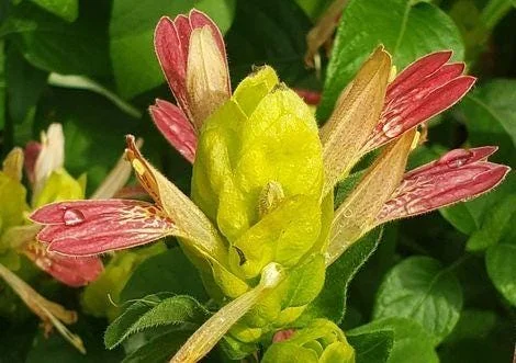 Shrimp Plant Fruit Cocktail Live Plant - Beloperone guttata - Pack of 3 Starter Plants (4-6 Inches) - Multi-Colored Blooms - Image 7