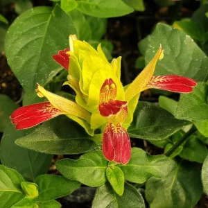 Shrimp Plant Fruit Cocktail Live Plant - Beloperone guttata - Pack of 3 Starter Plants (4-6 Inches) - Multi-Colored Blooms - Image 1