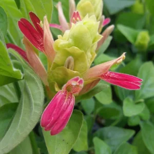Shrimp Plant 'Fruit Cocktail' Live Starter Plants - 3 Pack, 4-6in Tall - Image 2