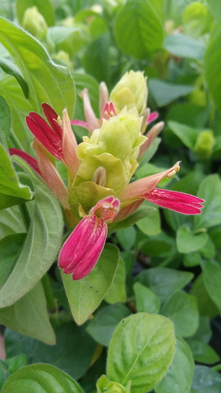 Shrimp Plant 'Fruit Cocktail' Live Starter Plants - 3 Pack, 4-6in Tall - Image 2
