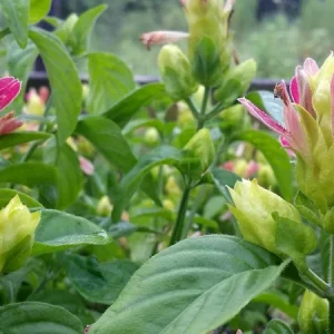 Shrimp Plant 'Fruit Cocktail' Live Starter Plants - 3 Pack, 4-6in Tall - Image 3