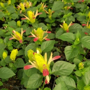 Shrimp Plant 'Fruit Cocktail' Live Starter Plants - 3 Pack, 4-6in Tall - Image 5