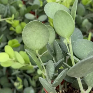 Silver Dollar Vine Live Plant - Xerosicyos Danguyi Trailing Succulent in 4 Inch Pot - Image 2