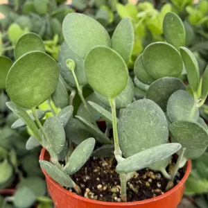 Silver Dollar Vine Live Plant - Xerosicyos Danguyi Trailing Succulent in 4 Inch Pot - Image 3