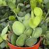 Silver Dollar Vine Live Plant - Xerosicyos Danguyi Trailing Succulent in 4 Inch Pot - Image 1