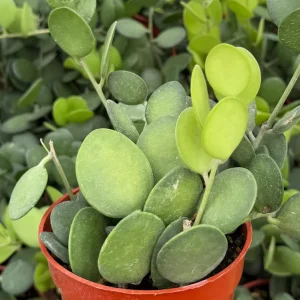 Silver Dollar Vine Live Plant - Xerosicyos Danguyi Trailing Succulent in 4 Inch Pot - Image 1
