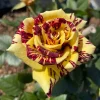 Simsalabim Multi-Color Rose Live Plant - Rare Garden Rose, 4 inch Pot - Image 1
