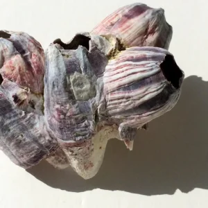 Small Barnacle Planter Coastal Home Decor 3-5 inch - Image 2