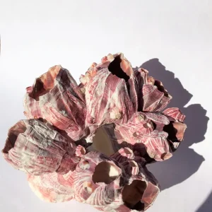 Small Barnacle Planter Coastal Home Decor 3-5 inch - Image 3