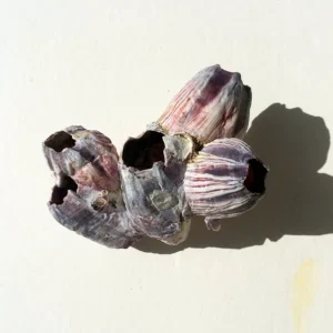 Small Barnacle Planter Coastal Home Decor 3-5 inch - Image 4