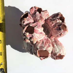 Small Barnacle Planter Coastal Home Decor 3-5 inch - Image 8