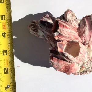 Small Barnacle Planter Coastal Home Decor 3-5 inch - Image 9
