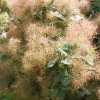 Smokebush Live Plant - Cotinus Deciduous Tree, Approx 5-7 Inch Tall, Zone 5-9 - Image 1