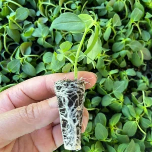 Snapdragon Chantilly Series Live Plant - Fragrant, Open-Faced Flowers, 36-40 in - Image 2