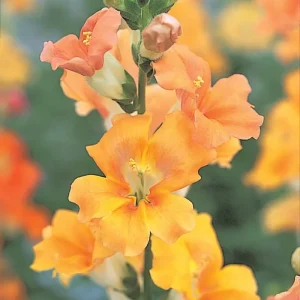 Snapdragon Chantilly Series Live Plant - Fragrant, Open-Faced Flowers, 36-40 in - Image 3