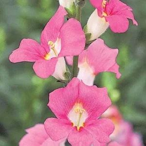 Snapdragon Chantilly Series Live Plant - Fragrant, Open-Faced Flowers, 36-40 in - Image 4