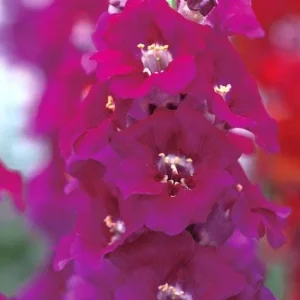 Snapdragon Chantilly Series Live Plant - Fragrant, Open-Faced Flowers, 36-40 in - Image 5