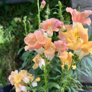 Snapdragon Chantilly Series Live Plant - Fragrant, Open-Faced Flowers, 36-40 in - Image 6