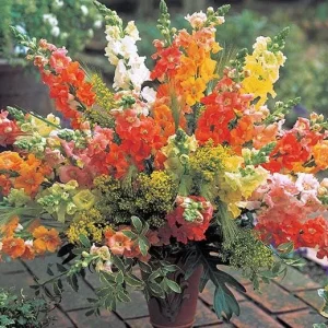 Snapdragon Chantilly Series Live Plant - Fragrant, Open-Faced Flowers, 36-40 in - Image 1