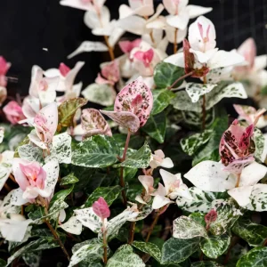 Snow Jasmine Live Plant - Fragrant White Blooms, Evergreen Shrub, Cold Hardy - Image 1