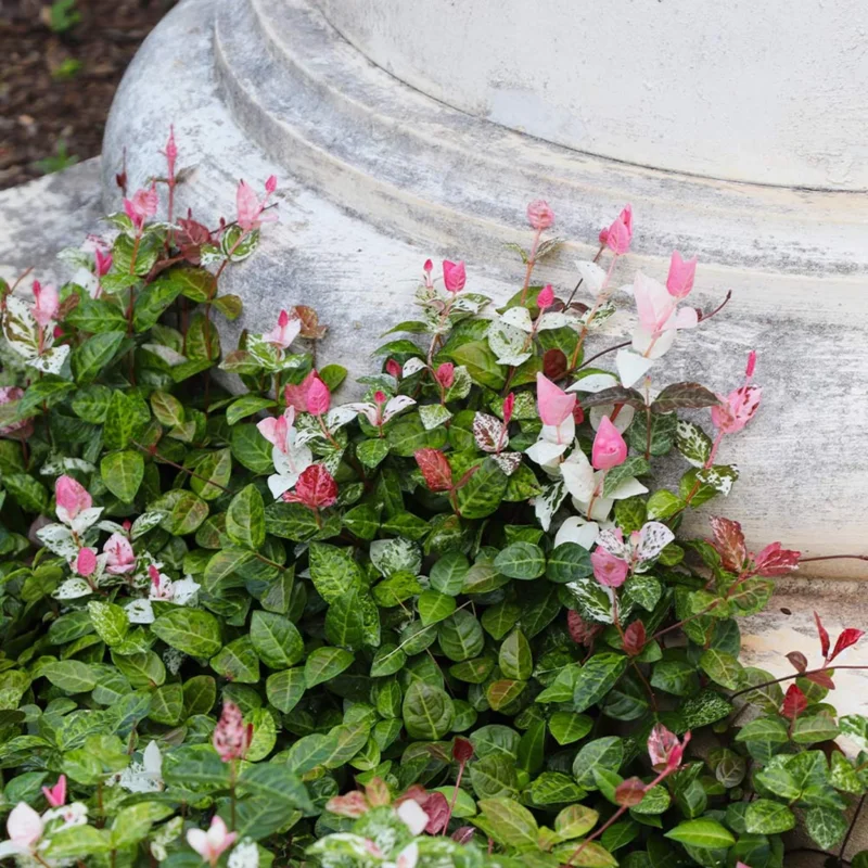 Snow Jasmine Live Plant - Fragrant White Blooms, Evergreen Shrub, Cold Hardy - Image 10