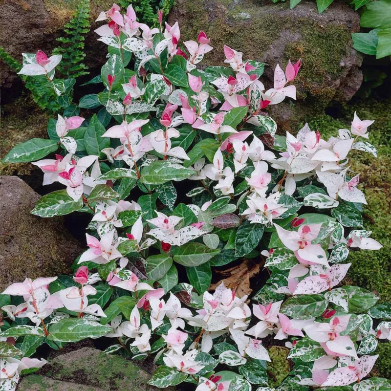 Snow Jasmine Live Plant - Fragrant White Blooms, Evergreen Shrub, Cold Hardy - Image 2