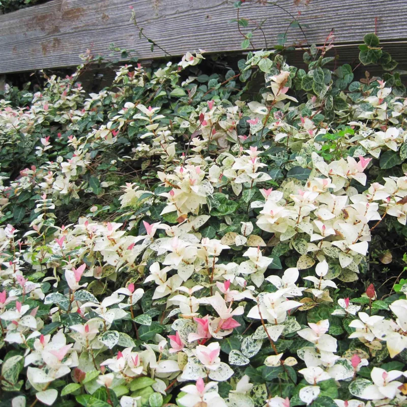Snow Jasmine Live Plant - Fragrant White Blooms, Evergreen Shrub, Cold Hardy - Image 3