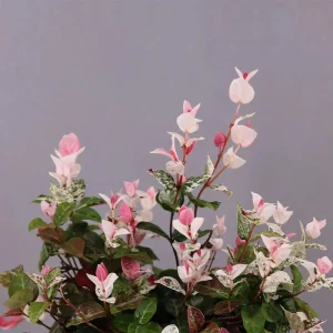 Snow Jasmine Live Plant - Fragrant White Blooms, Evergreen Shrub, Cold Hardy - Image 4
